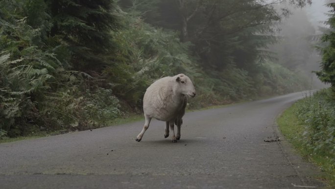路上的羊会引起危险