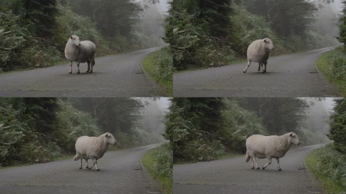 路上的羊会引起危险