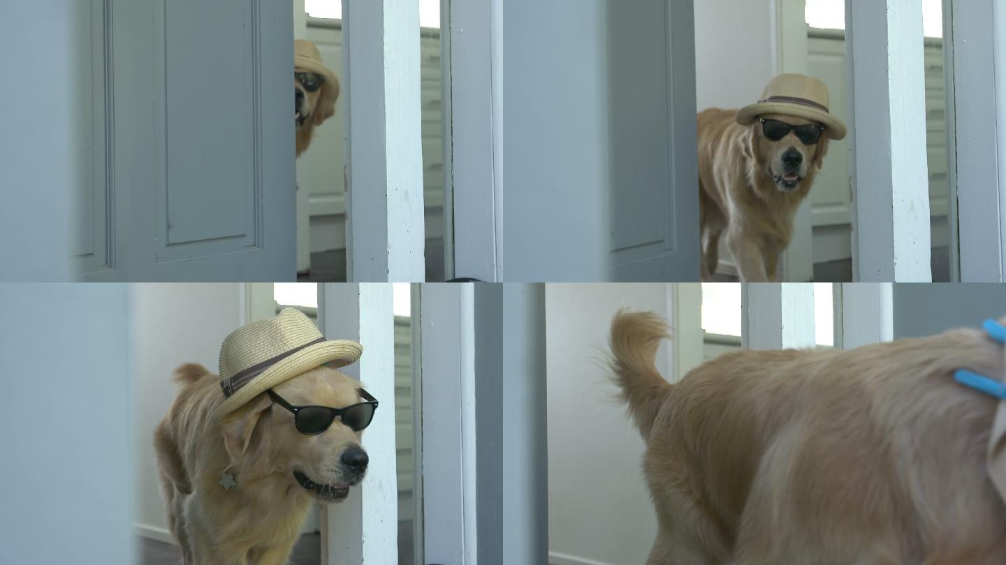 戴墨镜和帽子的狗搞笑