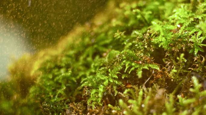 夏日阵雨中的苔藓