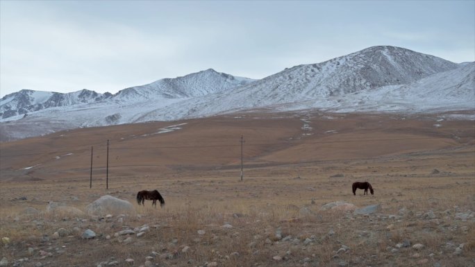 新疆雪山马