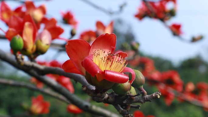 木棉花攀枝花广州城花英雄花