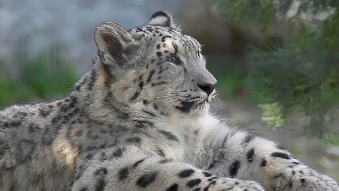 雪豹幼仔大型猫科雪山之王猛兽