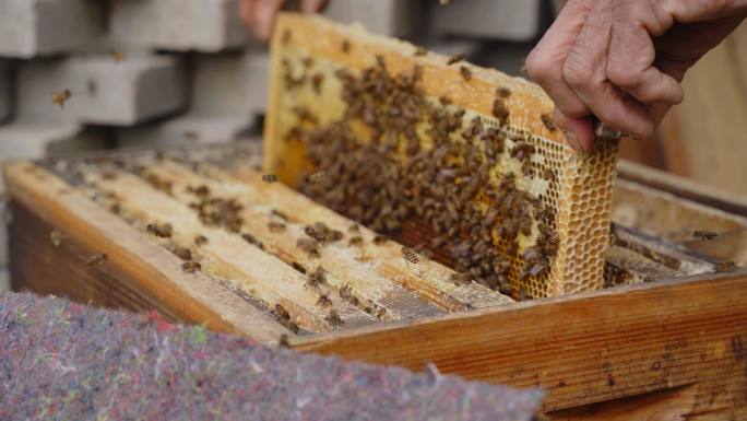 蜂蜜蜂箱蜂巢蜜收割飞舞蜂群
