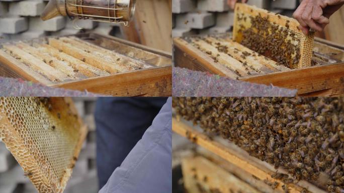 蜂蜜蜂箱蜂巢蜜收割飞舞蜂群