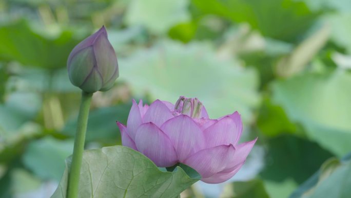 大明湖荷花蜻蜓宣传片中国风