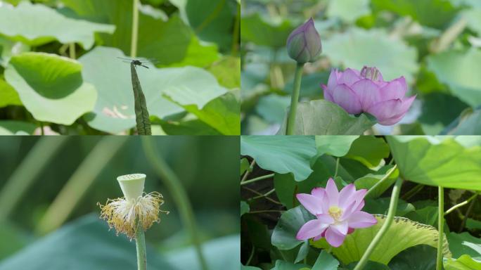 大明湖荷花蜻蜓宣传片中国风