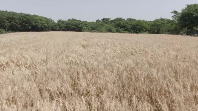 风景实拍素材麦田航拍