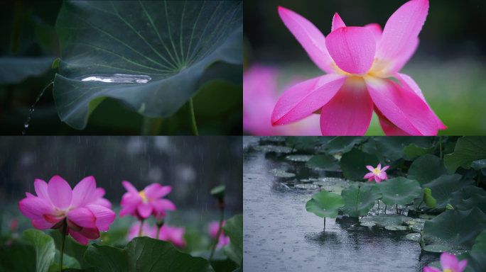 【原创】夏天荷花下雨清新唯美空镜