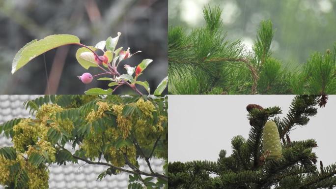 雨季校园下雨植物松树果实淋雨