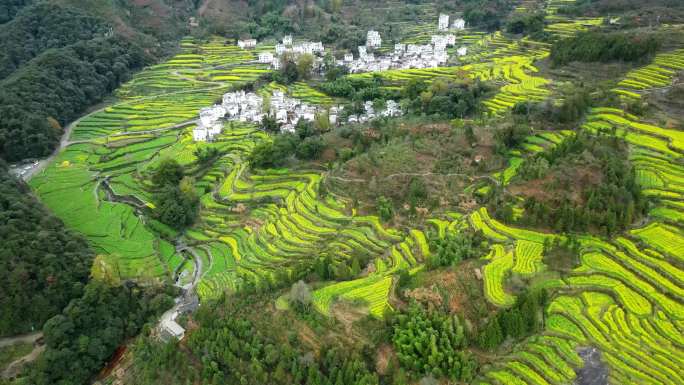 江西婺源江岭油菜花高清大景航拍