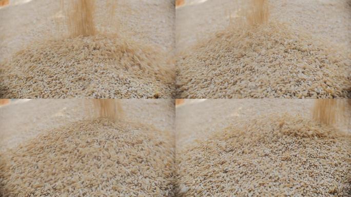 大麦粒堆成一堆