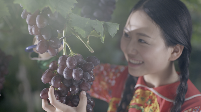 葡萄采摘水果丰收果实果园农业乡村振兴旅游