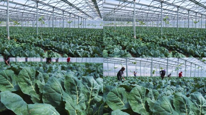有机蔬菜种植温室大棚劳动