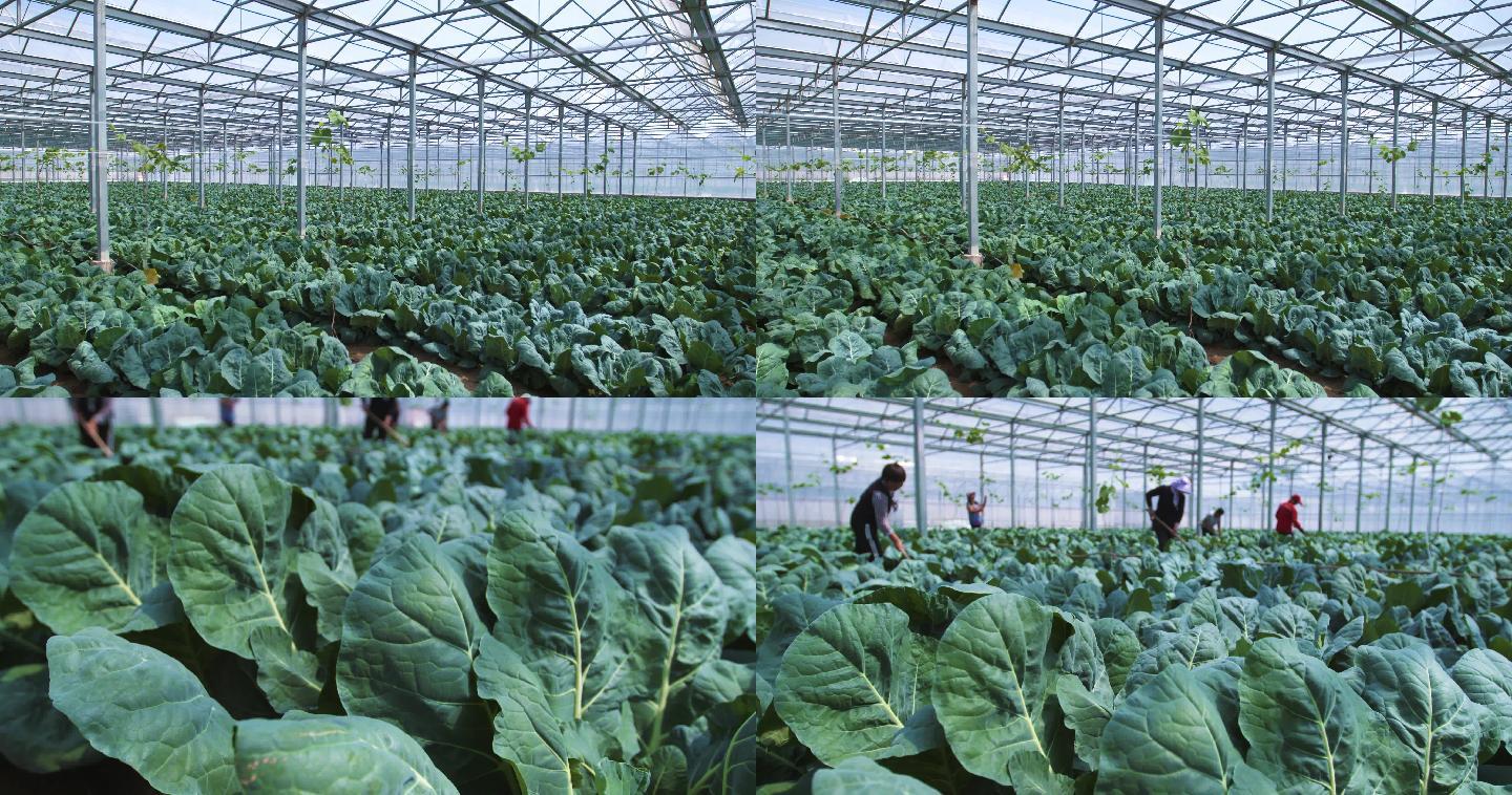 有机蔬菜种植温室大棚劳动