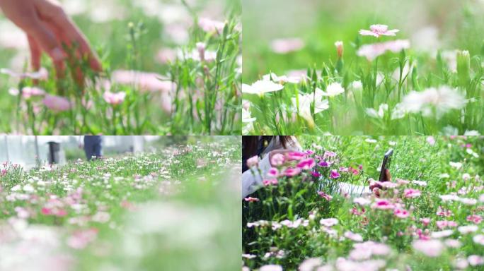 女孩手拂过鲜花花海手机拍摄鲜花