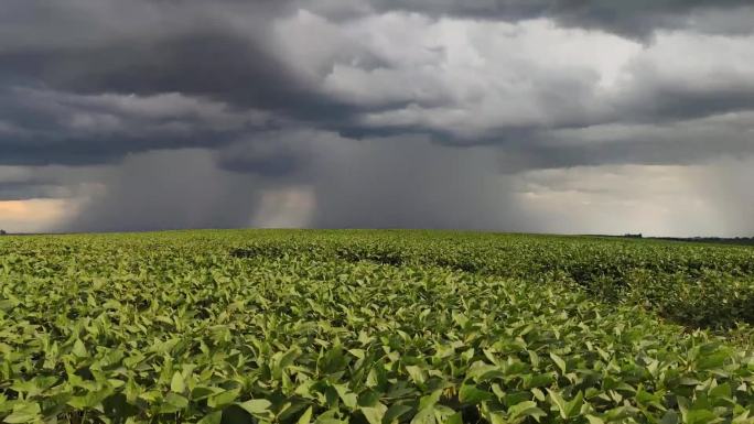 大型大豆种植园即将迎来夏季风暴