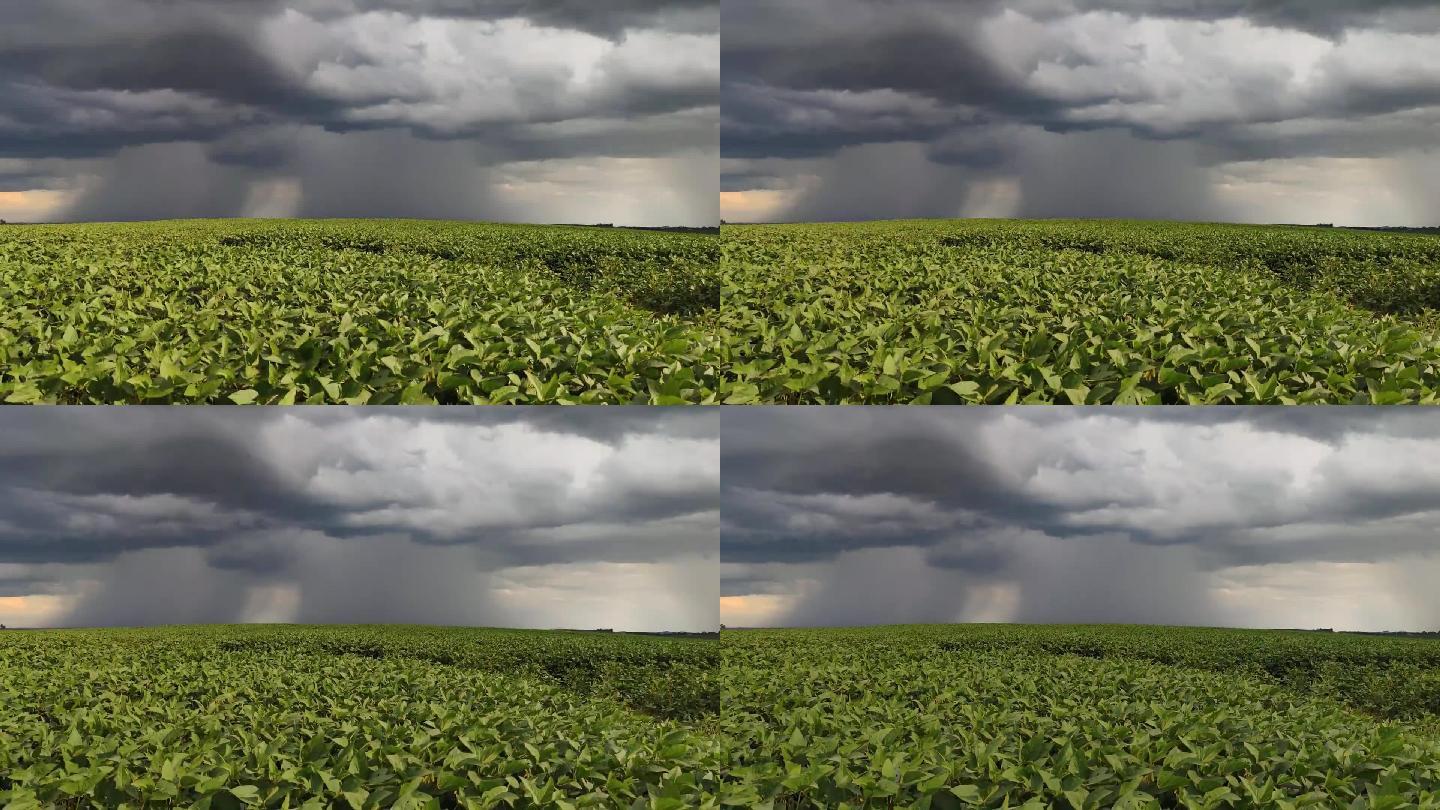 大型大豆种植园即将迎来夏季风暴