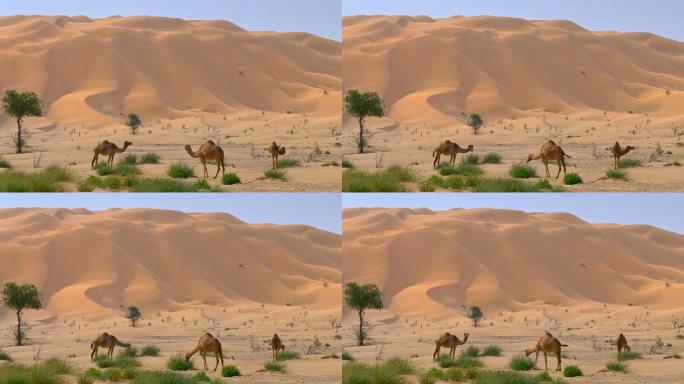 阿拉伯沙漠中的野骆驼