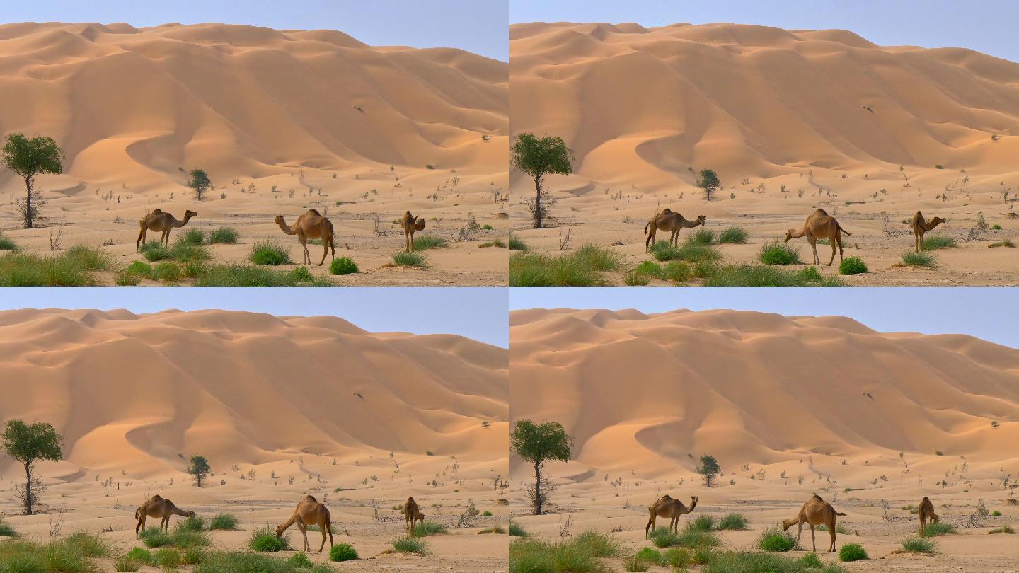 阿拉伯沙漠中的野骆驼