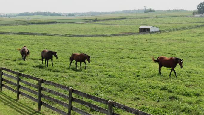 一群马在马场上吃草