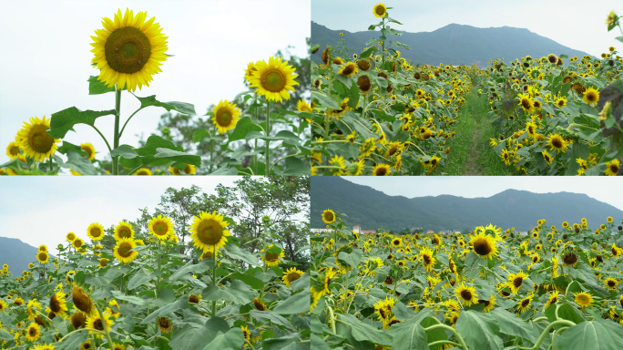 4K乡村向日葵花田