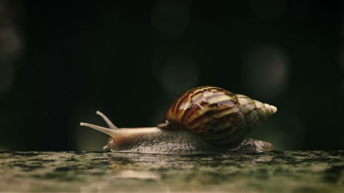 特写一只棕色蜗牛在小水滴下缓慢前行