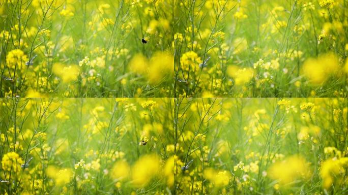 蜜蜂收集花蜜从芥菜菜花慢动作。