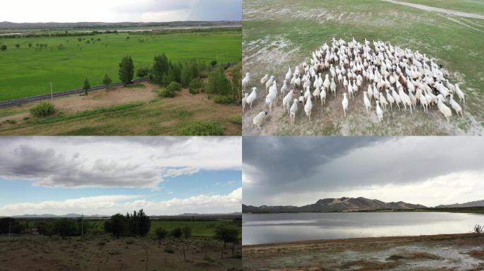 内蒙古赤峰绵羊奶牛草原湿地汽车航拍