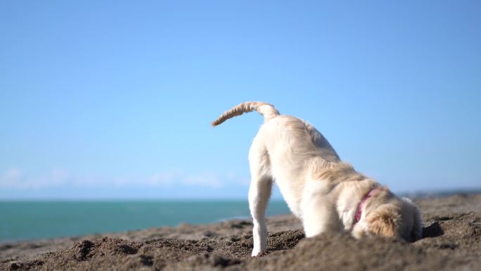 快乐的小狗在沙滩上挖掘