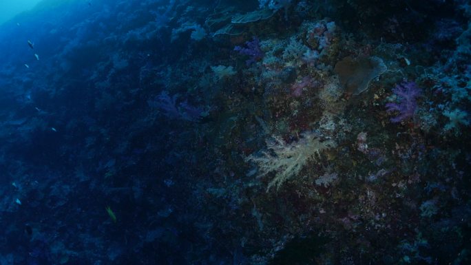 深海珊瑚礁海底鱼群珊瑚虫宁静场景