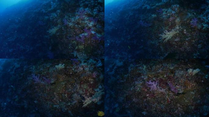 深海珊瑚礁海底鱼群珊瑚虫宁静场景