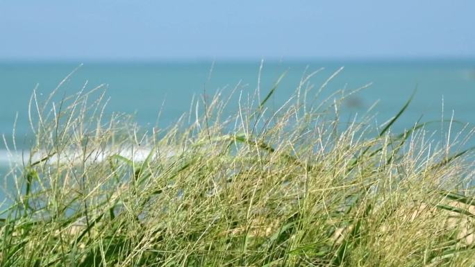 唯美海边夏日清新海边的草海风下舞动的草