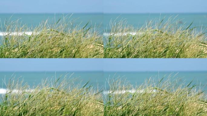 唯美海边夏日清新海边的草海风下舞动的草