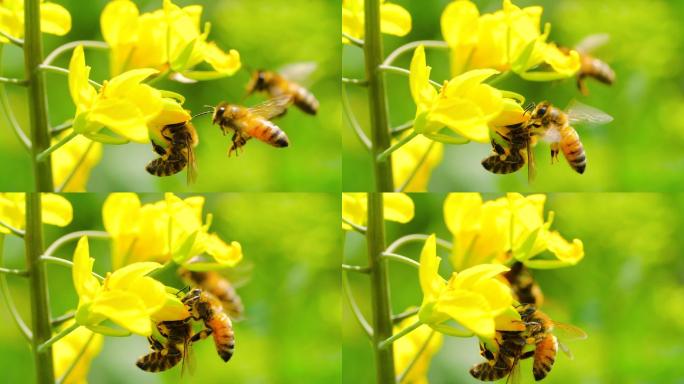 蜜蜂在花上采蜜的慢动作