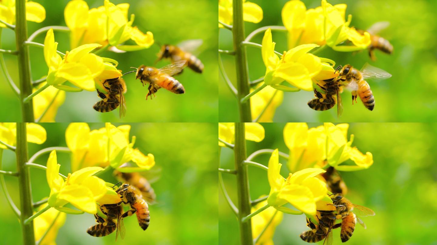 蜜蜂在花上采蜜的慢动作