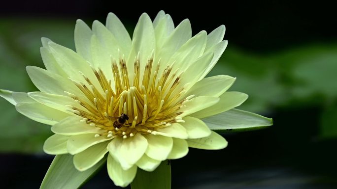 黄色莲花和蜜蜂的特写