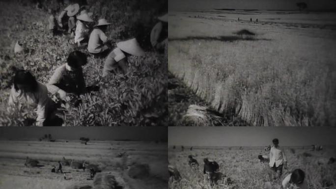 50年代农村收割水稻