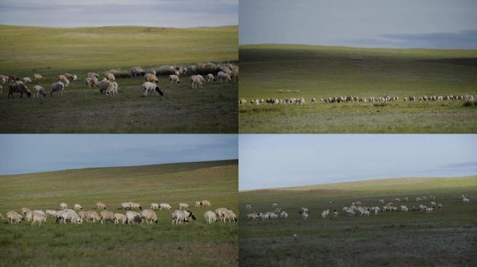 大草原上的羊群