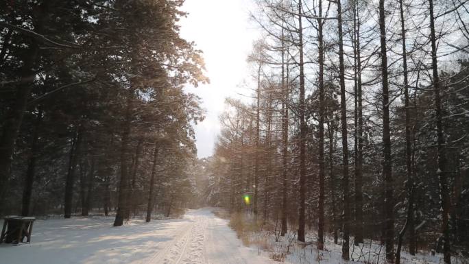 飘雪的松树林间小路