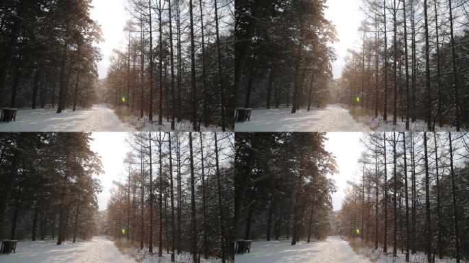 飘雪的松树林间小路