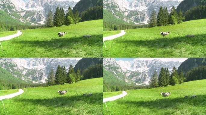 一群羊在山上吃草