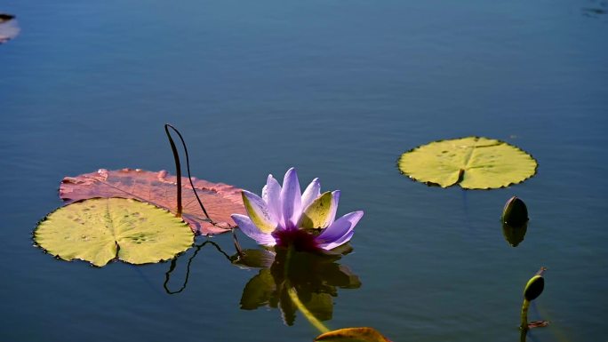 阳光下，莲塘里的蓝莲花随风荡漾