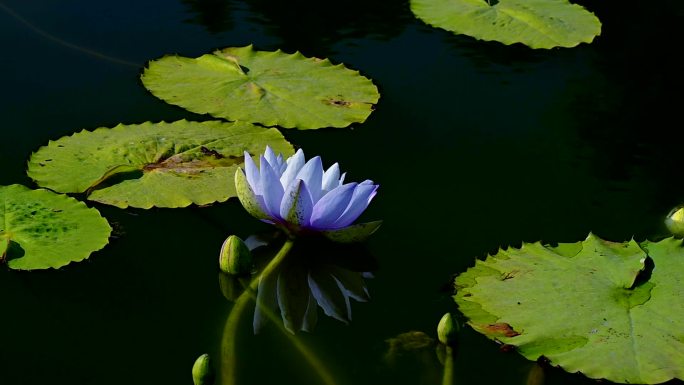 阳光下，莲塘里的蓝莲花随风荡漾