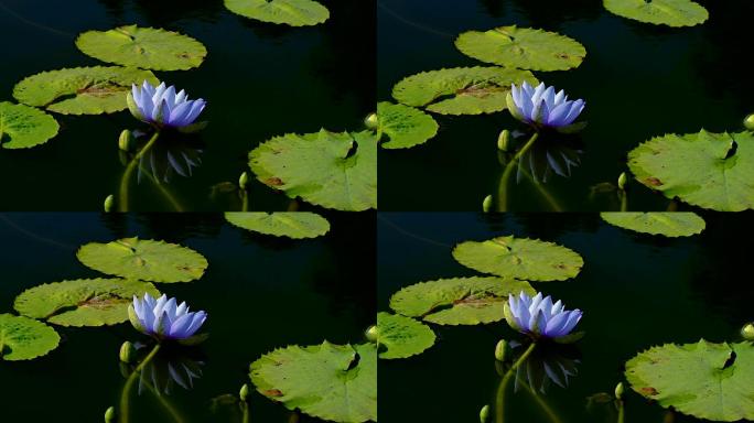 阳光下，莲塘里的蓝莲花随风荡漾