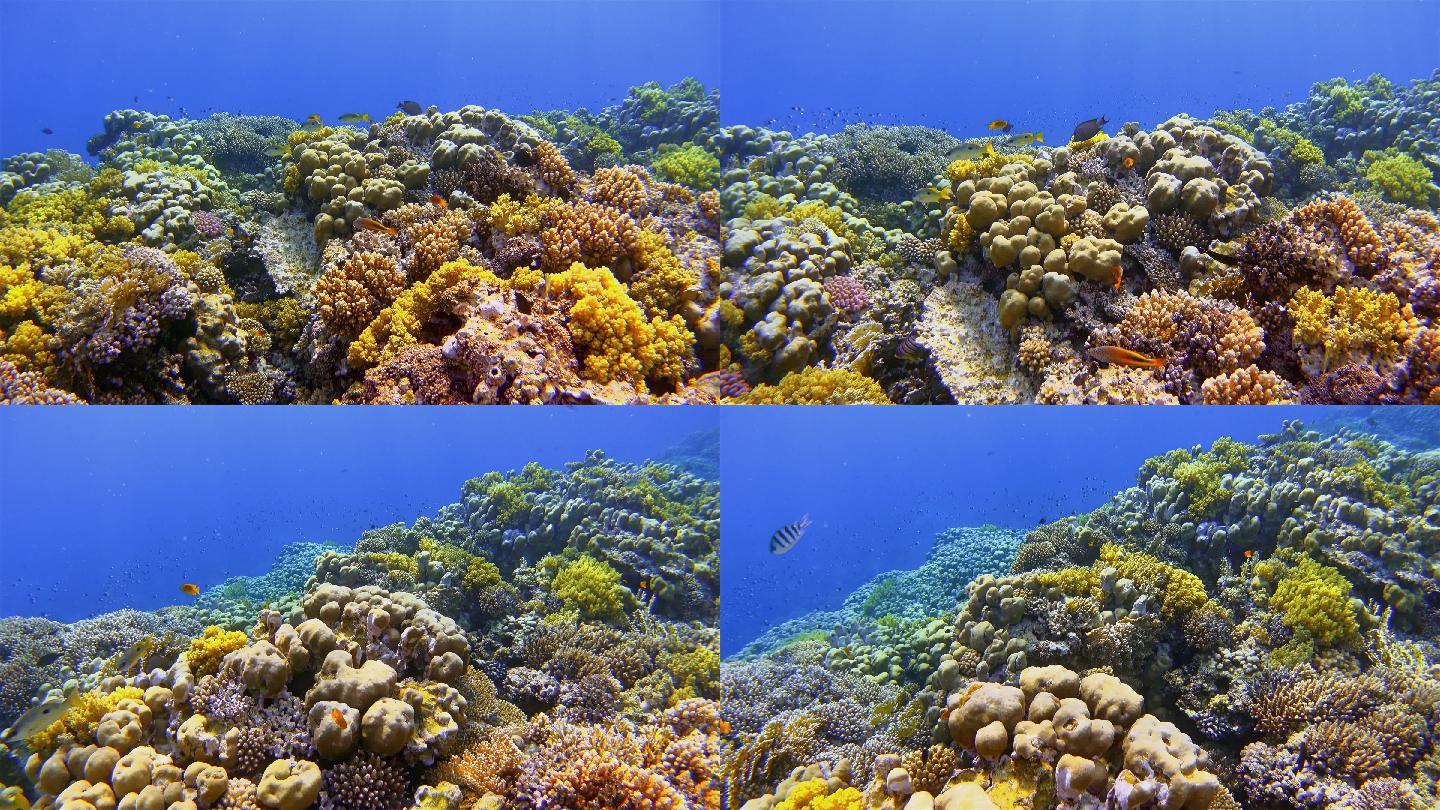 美丽的珊瑚礁上的海洋生物