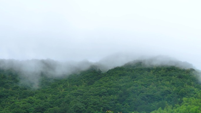 细雨纷飞的竹林