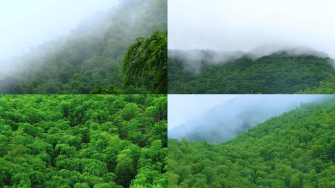 细雨纷飞的竹林