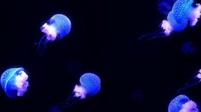 蓝色发光的水母在水中移动。