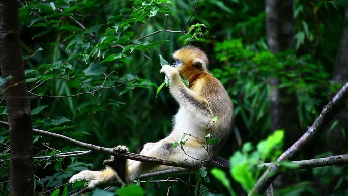 小金丝猴森林热带雨林大自然猴子